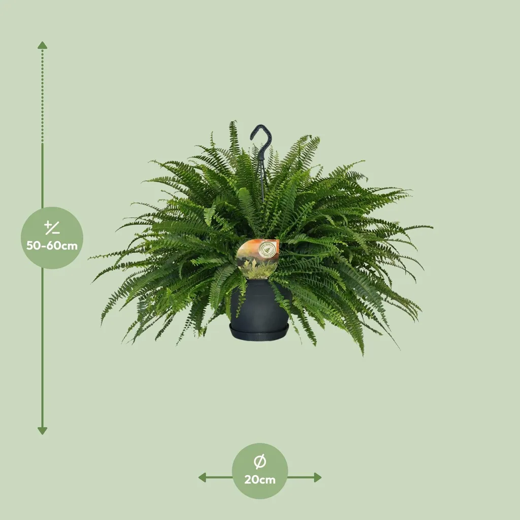 Schwertfarn 'Green Lady' (Nephrolepis) – pflegeleichte Zimmerpflanze, Topf-Ø 20 cm, Höhe ca. 60 cm
