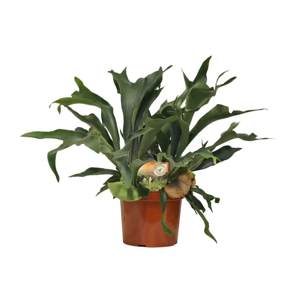 Geweihfarn (Platycerium bifurcatum) – pflegeleichte Zimmerpflanze, Topf-Ø 26 cm, Höhe ca. 80 cm