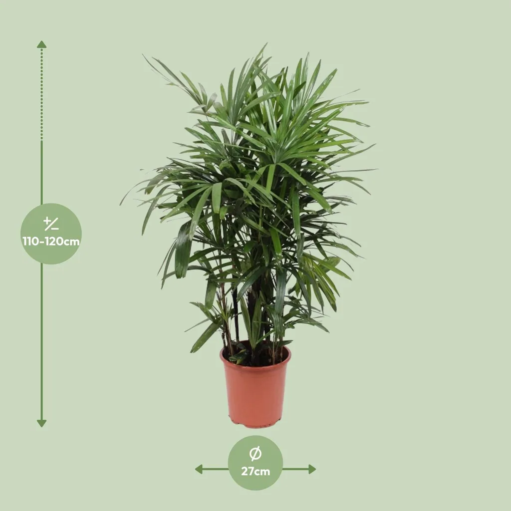 Steckenpalme (Rhapis excelsa) – pflegeleichte Zimmerpflanze, Topf-Ø 27 cm, Höhe ca. 120 cm