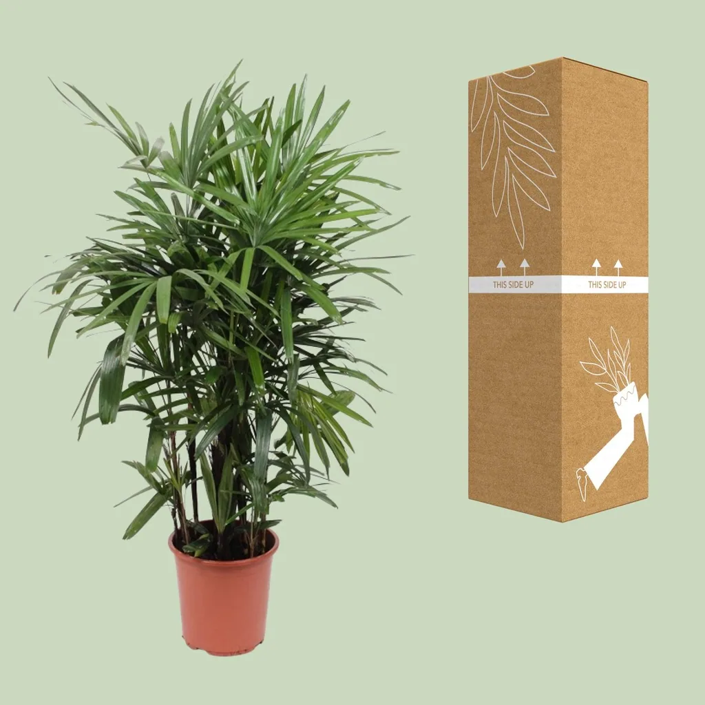 Steckenpalme (Rhapis excelsa) – pflegeleichte Zimmerpflanze, Topf-Ø 27 cm, Höhe ca. 120 cm