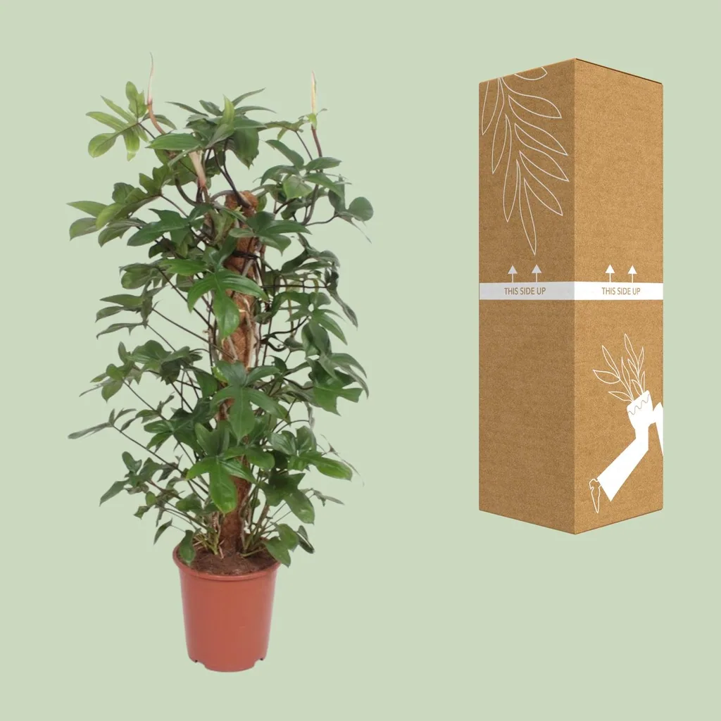 Eichenblättriger Philodendron (Philodendron pedatum) – pflegeleichte Zimmerpflanze, Topf-Ø 27 cm, Höhe ca. 130 cm