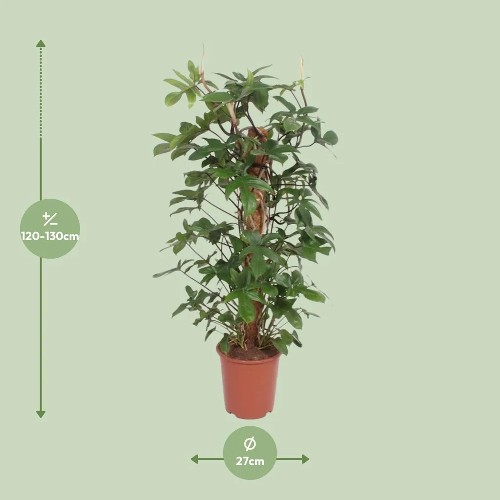 Eichenblättriger Philodendron (Philodendron pedatum) – pflegeleichte Zimmerpflanze, Topf-Ø 27 cm, Höhe ca. 130 cm