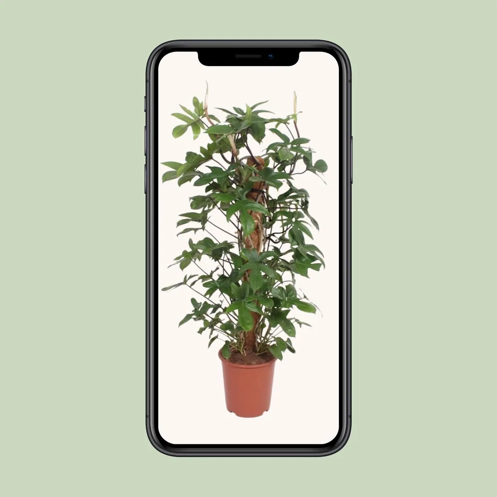 Eichenblättriger Philodendron (Philodendron pedatum) – pflegeleichte Zimmerpflanze, Topf-Ø 27 cm, Höhe ca. 130 cm