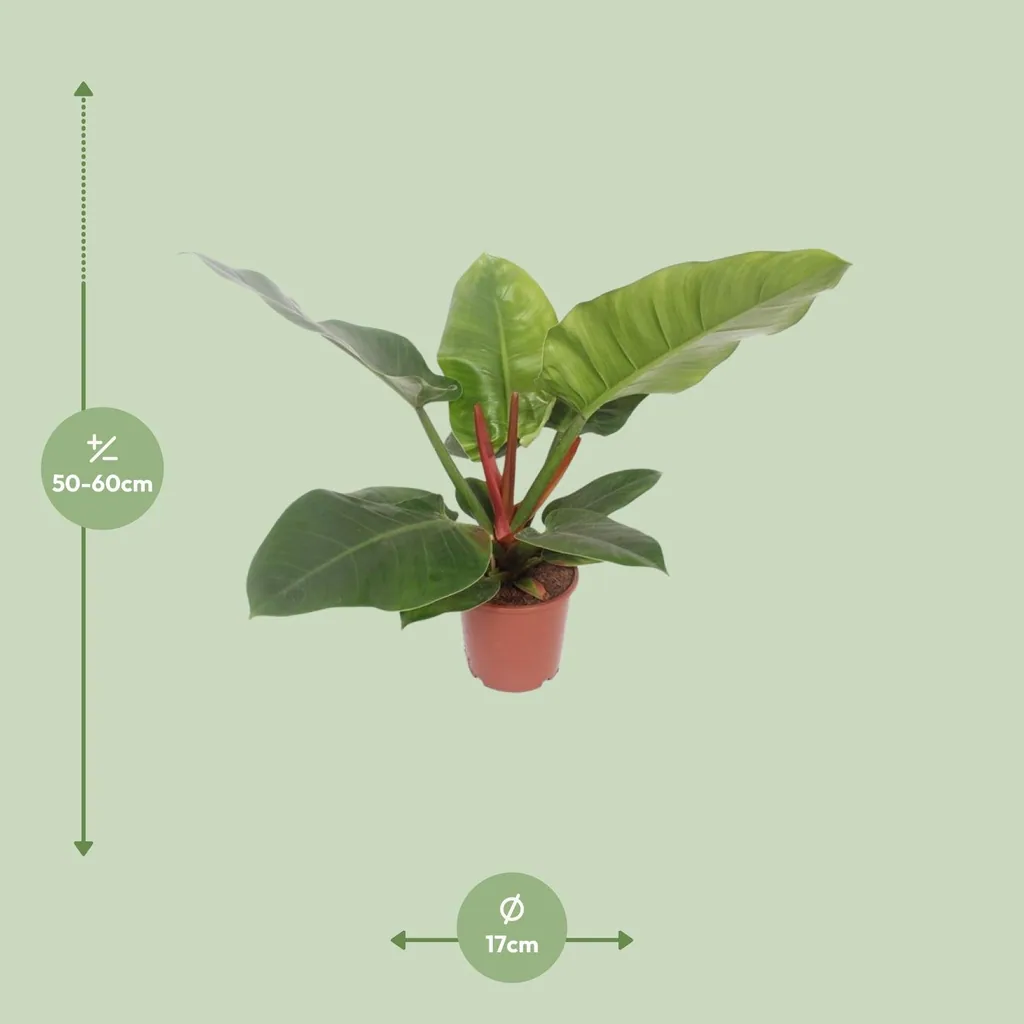 Baumfreund 'Imperial Green' (Philodendron) – pflegeleichte Zimmerpflanze, Topf-Ø 17 cm, Höhe ca. 60 cm