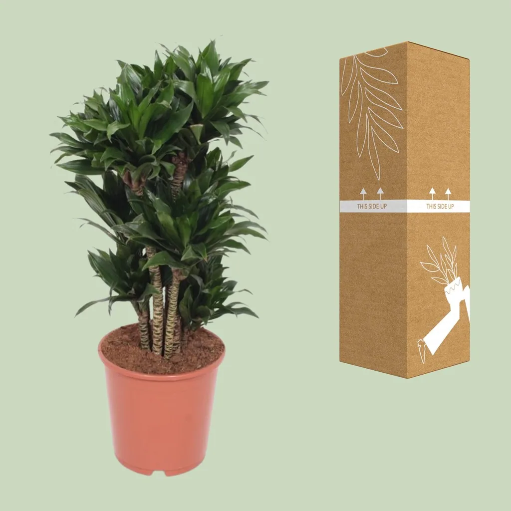 Kompakter Drachenbaum (Dracaena compacta) – pflegeleichte Zimmerpflanze, Topf-Ø 24 cm, Höhe ca. 80 cm
