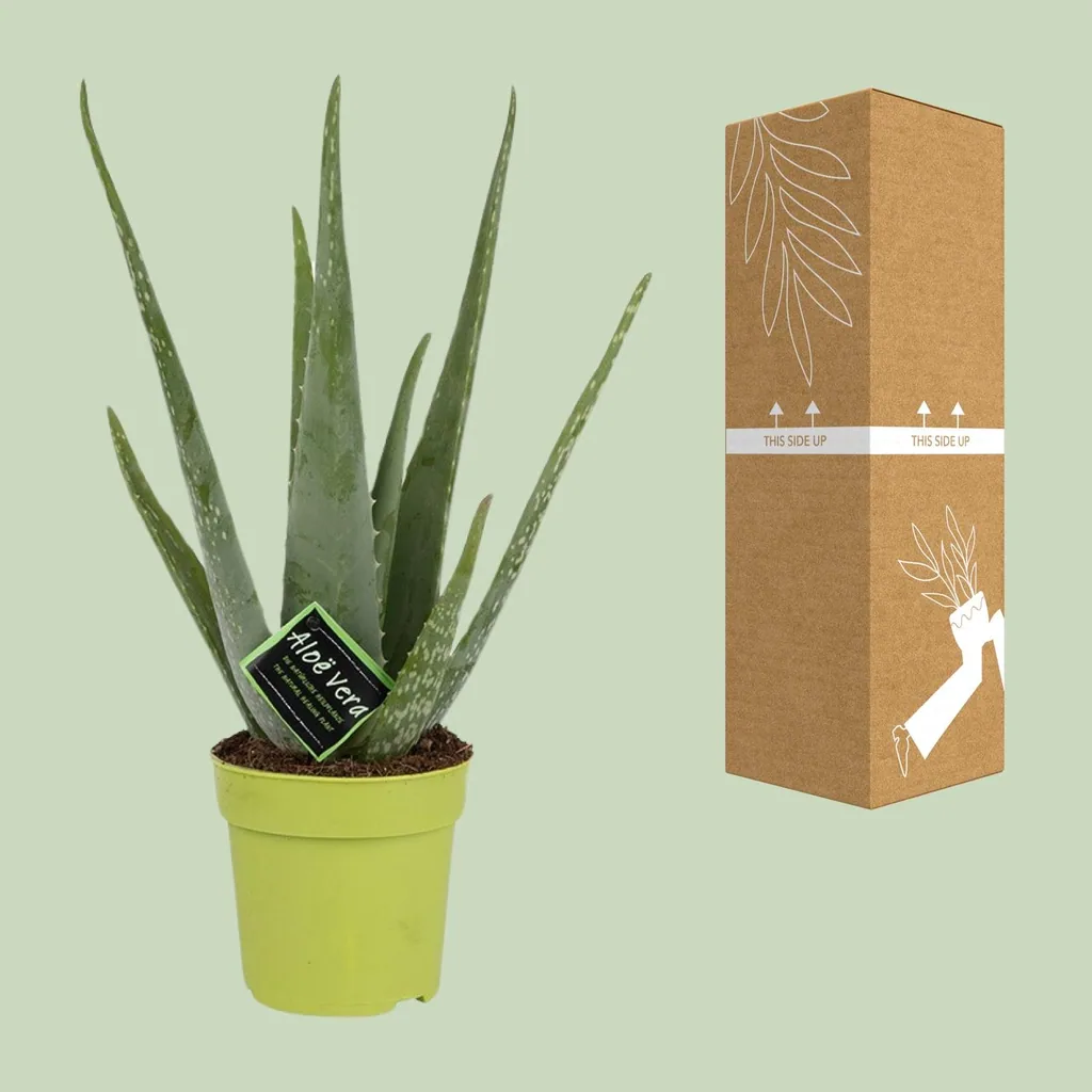 Echte Aloe (Aloe vera) – pflegeleichte Zimmerpflanze, Topf-Ø 12 cm, Höhe ca. 45 cm