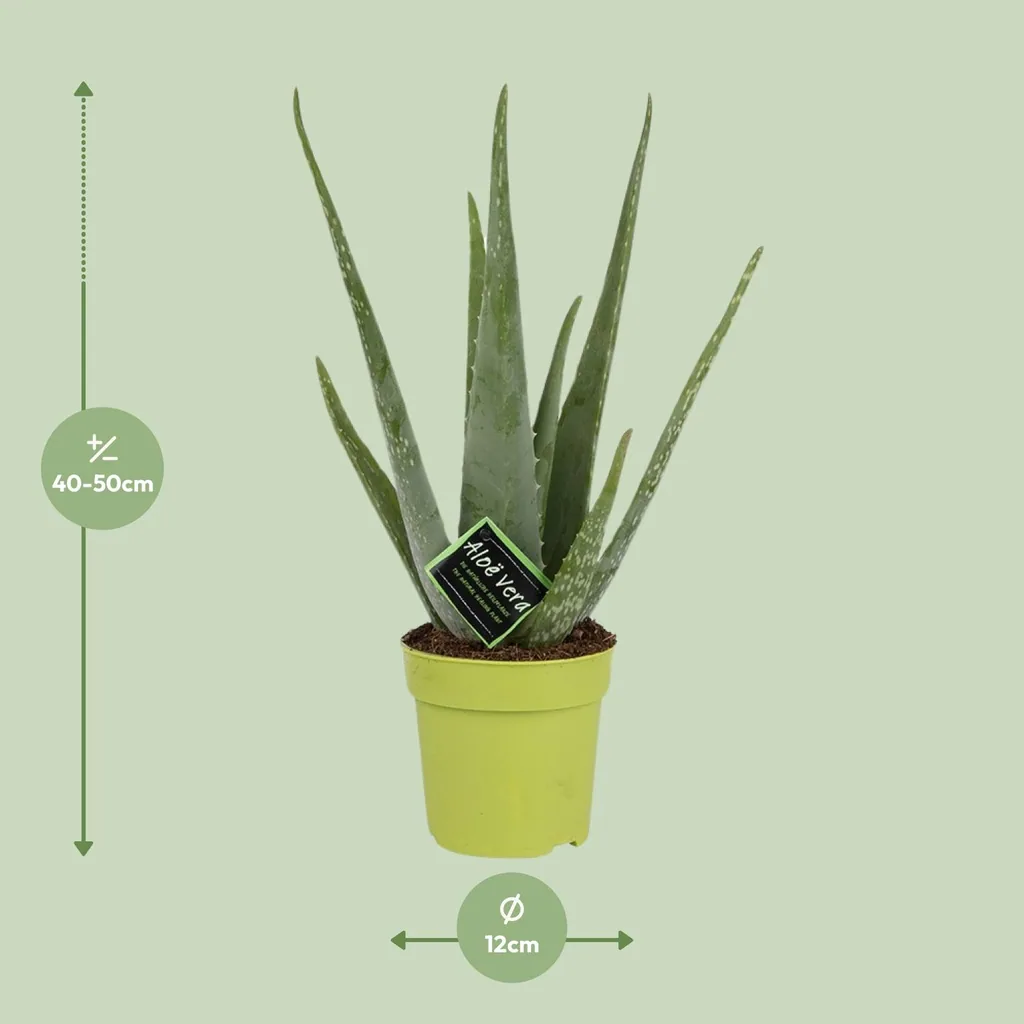 Echte Aloe (Aloe vera) – pflegeleichte Zimmerpflanze, Topf-Ø 12 cm, Höhe ca. 45 cm