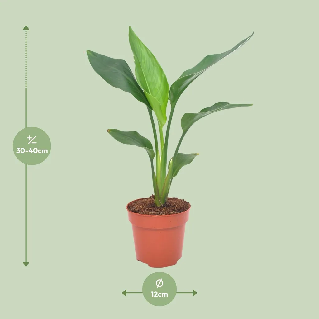 Paradiesvogelblume (Strelitzia reginae) – pflegeleichte Zimmerpflanze, Topf-Ø 12 cm, Höhe ca. 40 cm