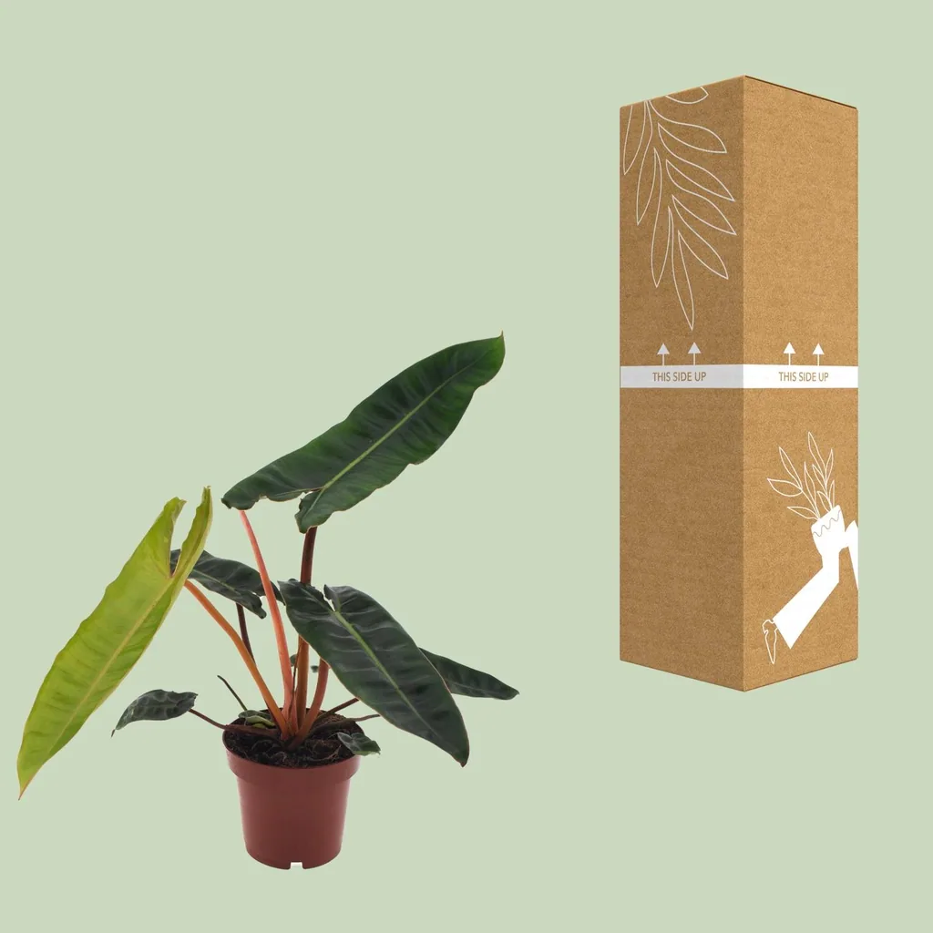 Orangestiel-Philodendron (Philodendron billietiae) – pflegeleichte Zimmerpflanze, Topf-Ø 12 cm, Höhe ca. 25 cm