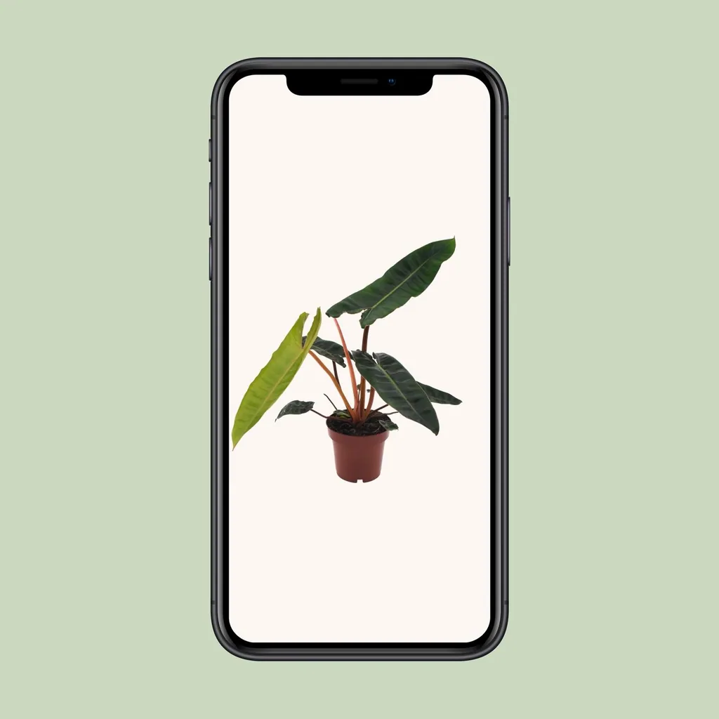 Orangestiel-Philodendron (Philodendron billietiae) – pflegeleichte Zimmerpflanze, Topf-Ø 12 cm, Höhe ca. 25 cm