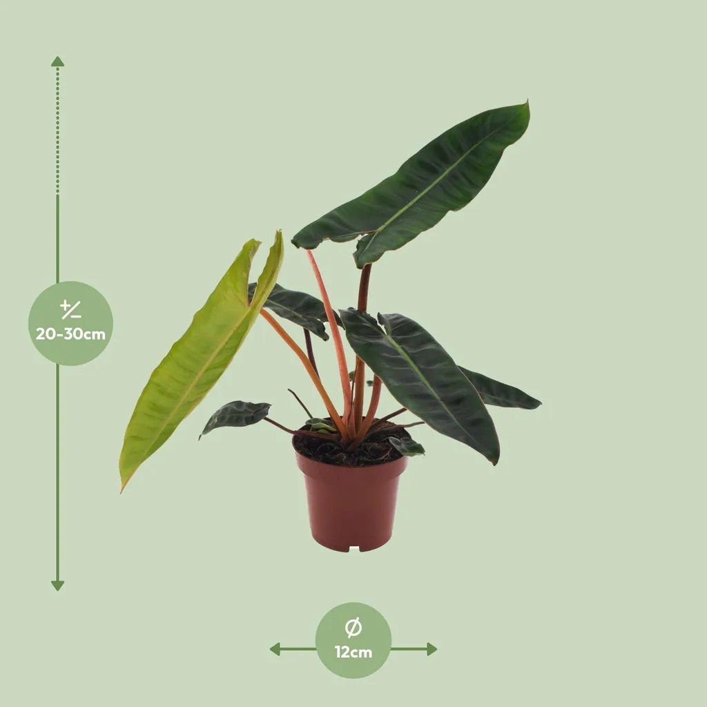 Orangestiel-Philodendron (Philodendron billietiae) – pflegeleichte Zimmerpflanze, Topf-Ø 12 cm, Höhe ca. 25 cm