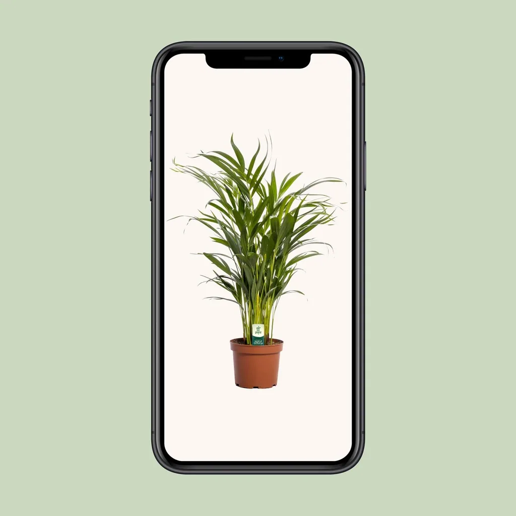 Goldfruchtpalme (Dypsis lutescens) – pflegeleichte Zimmerpflanze, Topf-Ø 17 cm, Höhe ca. 65 cm