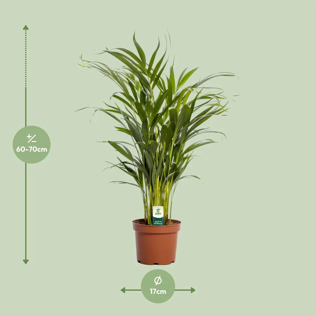 Goldfruchtpalme (Dypsis lutescens) – pflegeleichte Zimmerpflanze, Topf-Ø 17 cm, Höhe ca. 65 cm