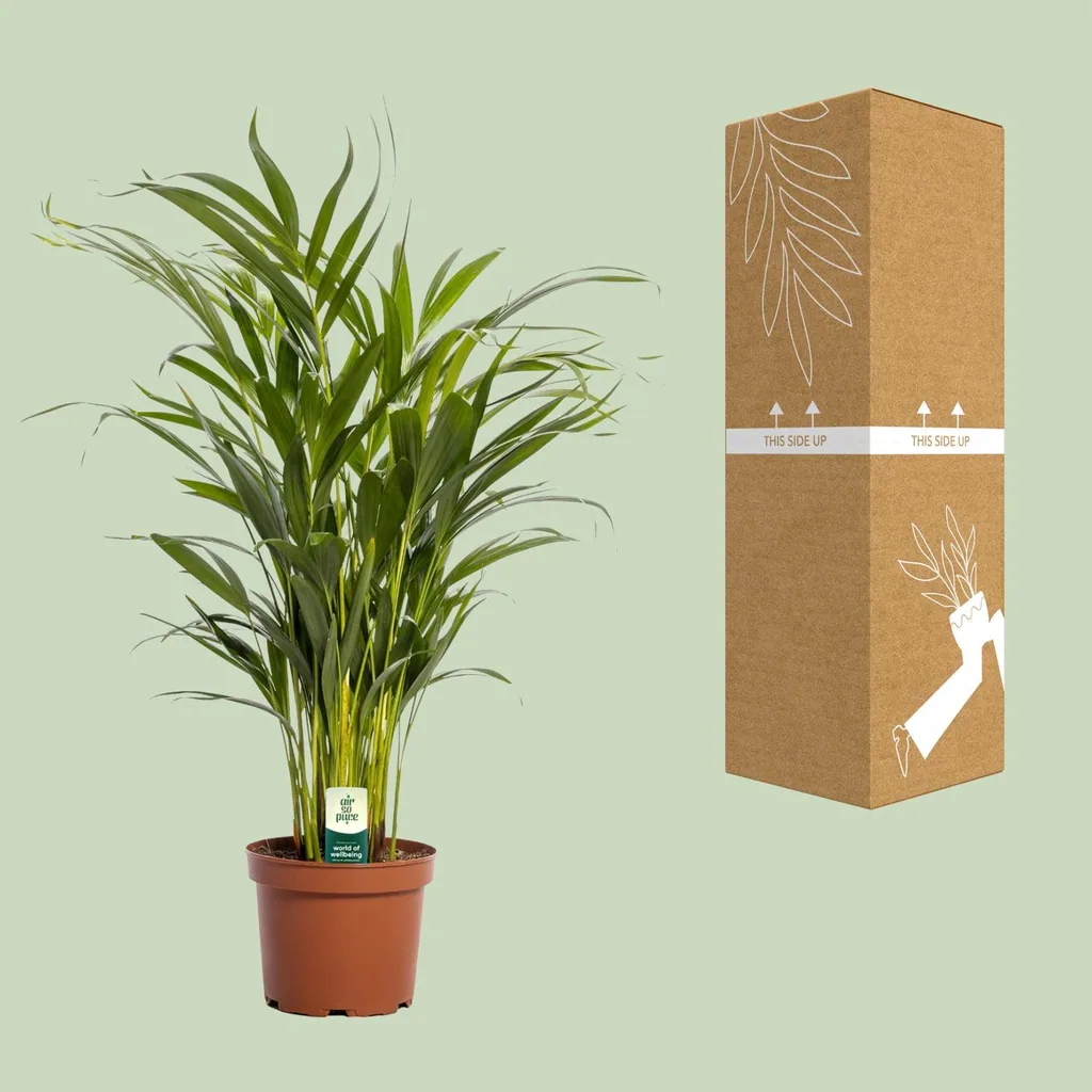 Goldfruchtpalme (Dypsis lutescens) – pflegeleichte Zimmerpflanze, Topf-Ø 17 cm, Höhe ca. 65 cm