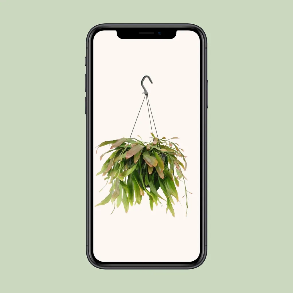 Korallenkaktus 'Red Coral' (Rhipsalis) – pflegeleichte Zimmerpflanze, Topf-Ø 17 cm, Höhe ca. 25 cm