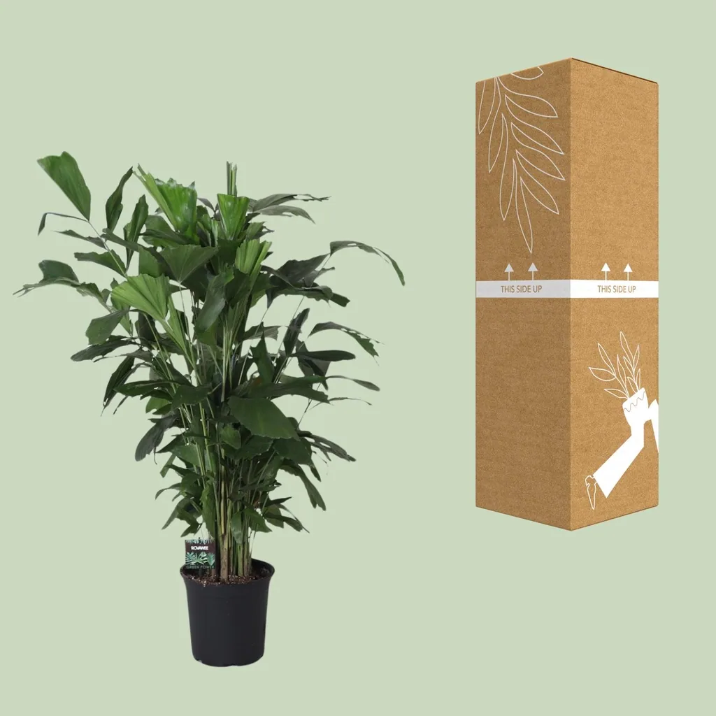 Fischschwanzpalme (Caryota mitis) – pflegeleichte Zimmerpflanze, Topf-Ø 24 cm, Höhe ca. 120 cm