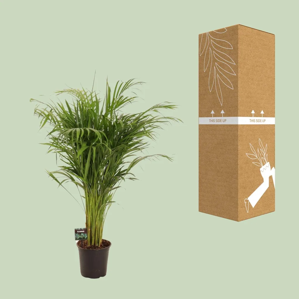 Goldfruchtpalme (Dypsis lutescens) – pflegeleichte Zimmerpflanze, Topf-Ø 21 cm, Höhe ca. 110 cm