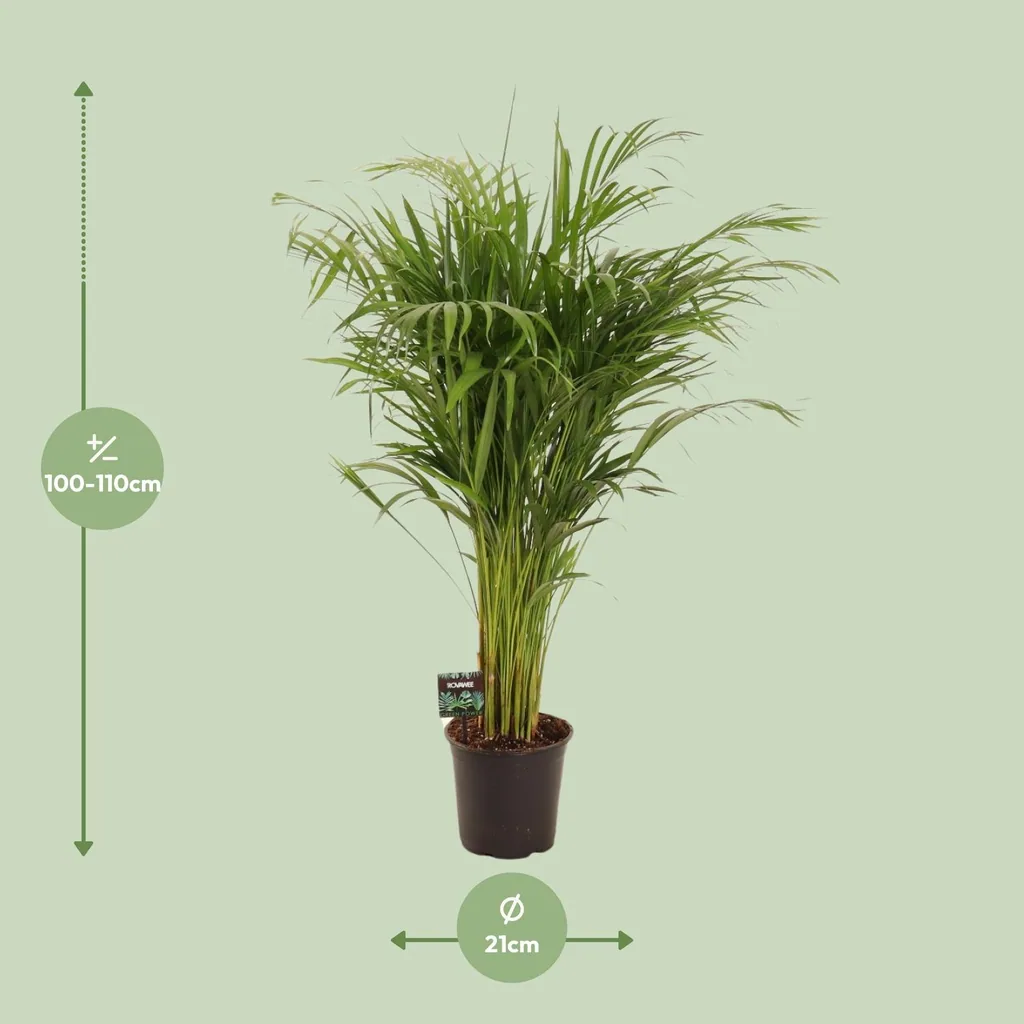 Goldfruchtpalme (Dypsis lutescens) – pflegeleichte Zimmerpflanze, Topf-Ø 21 cm, Höhe ca. 110 cm