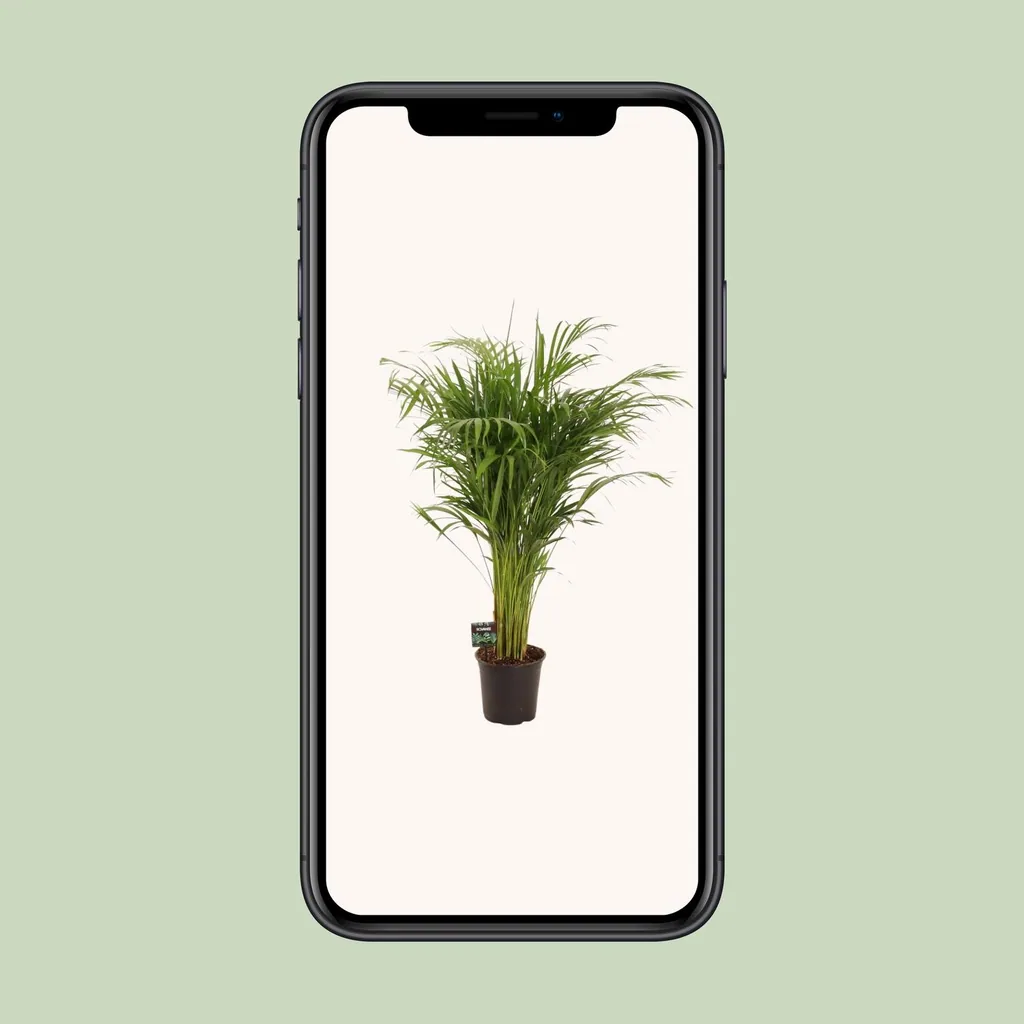 Goldfruchtpalme (Dypsis lutescens) – pflegeleichte Zimmerpflanze, Topf-Ø 21 cm, Höhe ca. 110 cm