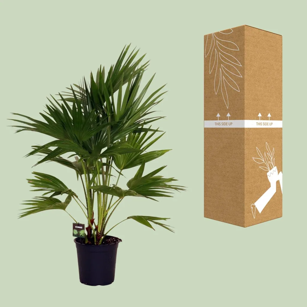 Chinesische Schirmpalme (Livistona chinensis) – pflegeleichte Zimmerpflanze, Topf-Ø 24 cm, Höhe ca. 100 cm