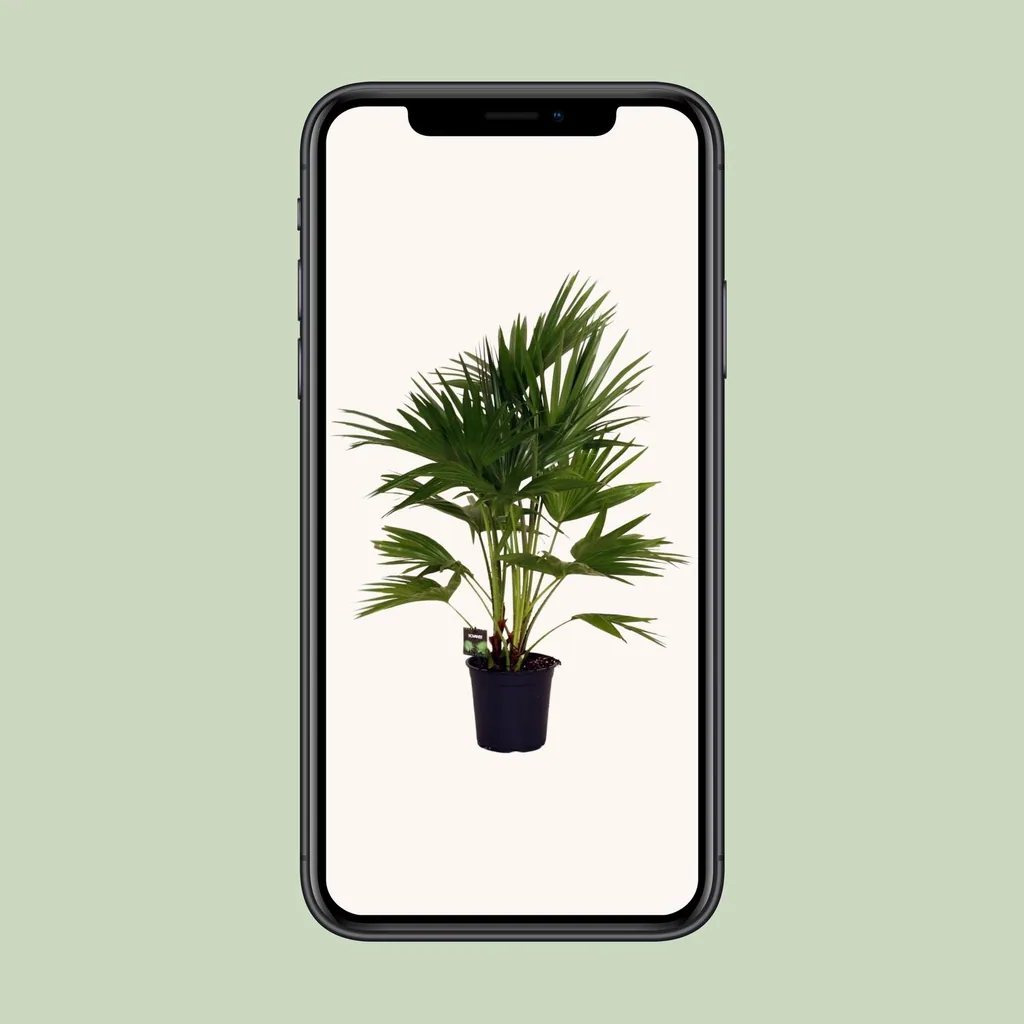 Chinesische Schirmpalme (Livistona chinensis) – pflegeleichte Zimmerpflanze, Topf-Ø 24 cm, Höhe ca. 100 cm