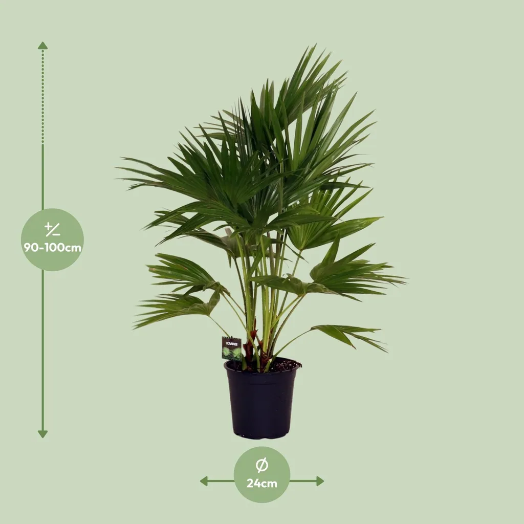 Chinesische Schirmpalme (Livistona chinensis) – pflegeleichte Zimmerpflanze, Topf-Ø 24 cm, Höhe ca. 100 cm
