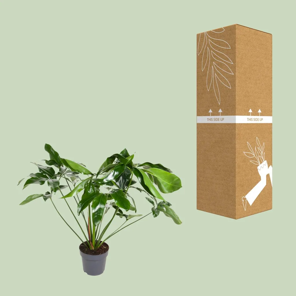 Baumfreund 'Green Wonder' (Philodendron) – pflegeleichte Zimmerpflanze, Topf-Ø 24 cm, Höhe ca. 100 cm