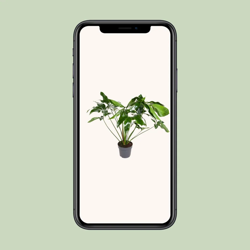 Baumfreund 'Green Wonder' (Philodendron) – pflegeleichte Zimmerpflanze, Topf-Ø 24 cm, Höhe ca. 100 cm