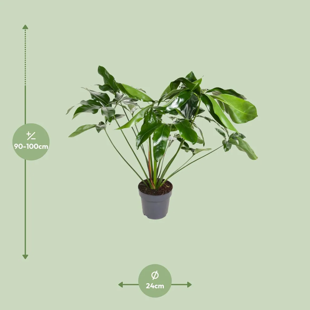 Baumfreund 'Green Wonder' (Philodendron) – pflegeleichte Zimmerpflanze, Topf-Ø 24 cm, Höhe ca. 100 cm