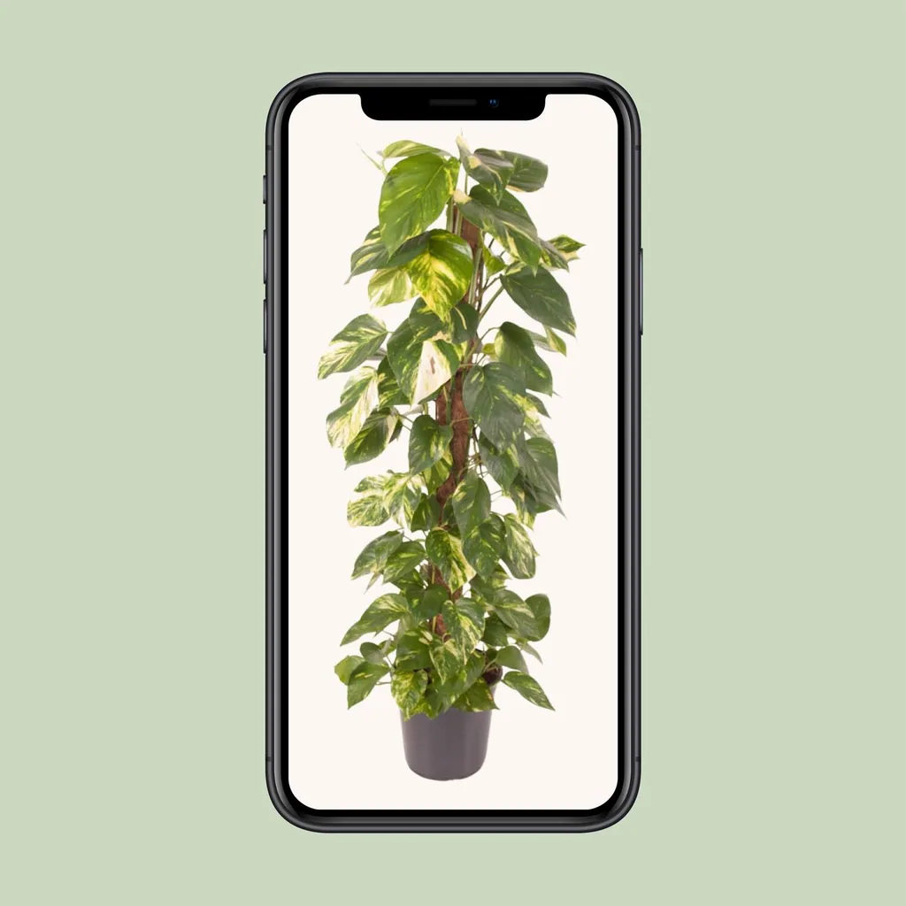 Efeutute (Epipremnum pinnatum) – pflegeleichte Zimmerpflanze, Topf-Ø 24 cm, Höhe ca. 120 cm