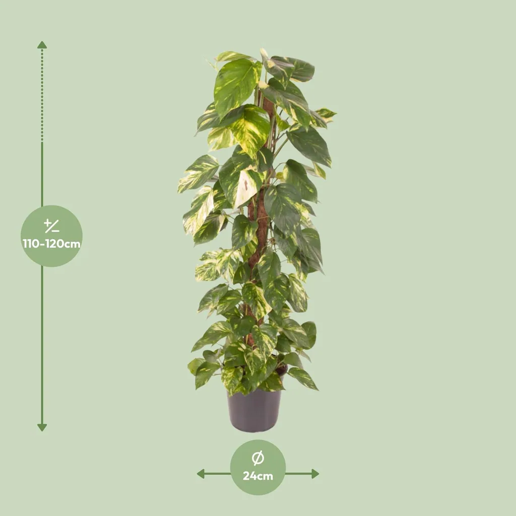 Efeutute (Epipremnum pinnatum) – pflegeleichte Zimmerpflanze, Topf-Ø 24 cm, Höhe ca. 120 cm