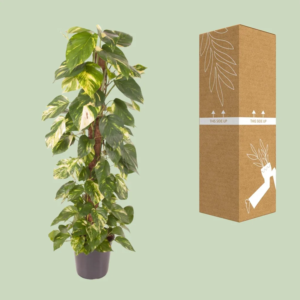 Efeutute (Epipremnum pinnatum) – pflegeleichte Zimmerpflanze, Topf-Ø 24 cm, Höhe ca. 120 cm