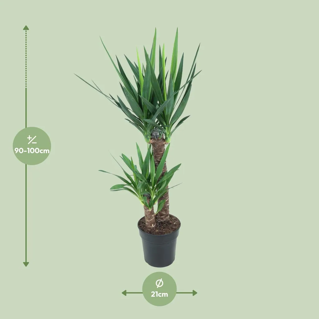 Riesen-Palmlilie (Yucca elephantipes) – pflegeleichte Zimmerpflanze, Topf-Ø 21 cm, Höhe ca. 100 cm