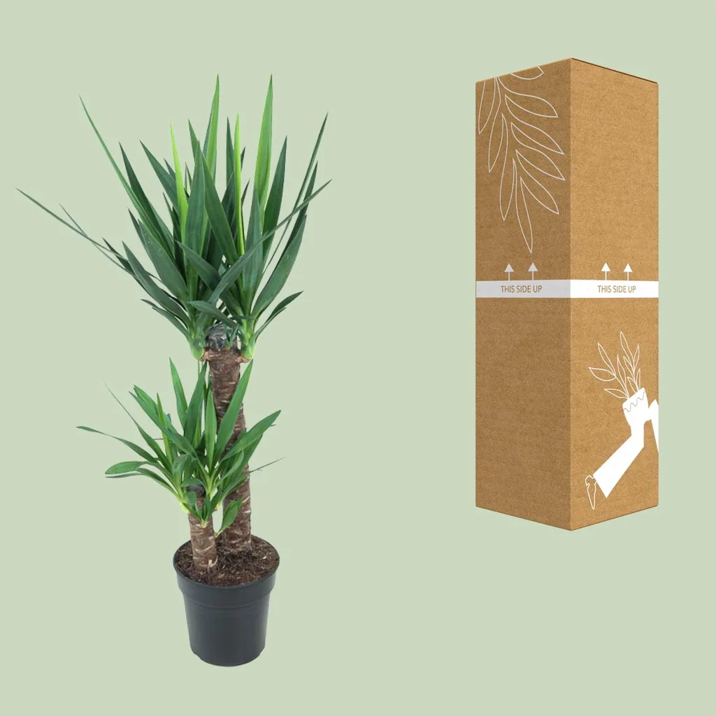 Riesen-Palmlilie (Yucca elephantipes) – pflegeleichte Zimmerpflanze, Topf-Ø 21 cm, Höhe ca. 100 cm