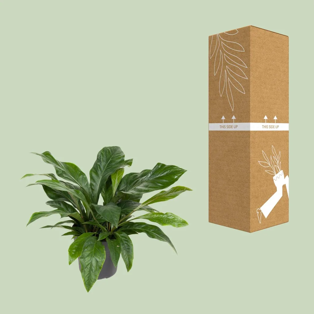 Flamingoblume 'Jungle' (Anthurium) – pflegeleichte Zimmerpflanze, Topf-Ø 30 cm, Höhe ca. 70 cm