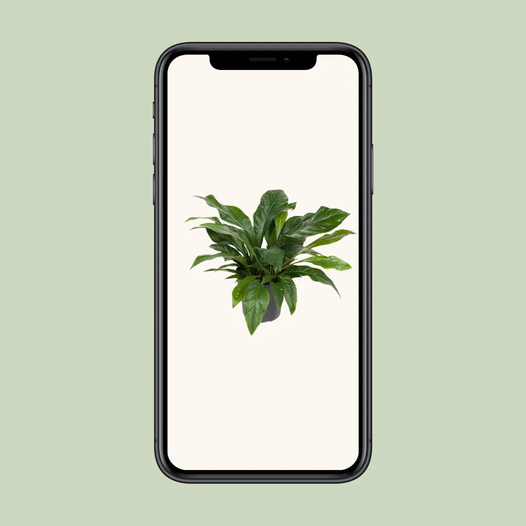 Flamingoblume 'Jungle' (Anthurium) – pflegeleichte Zimmerpflanze, Topf-Ø 30 cm, Höhe ca. 70 cm