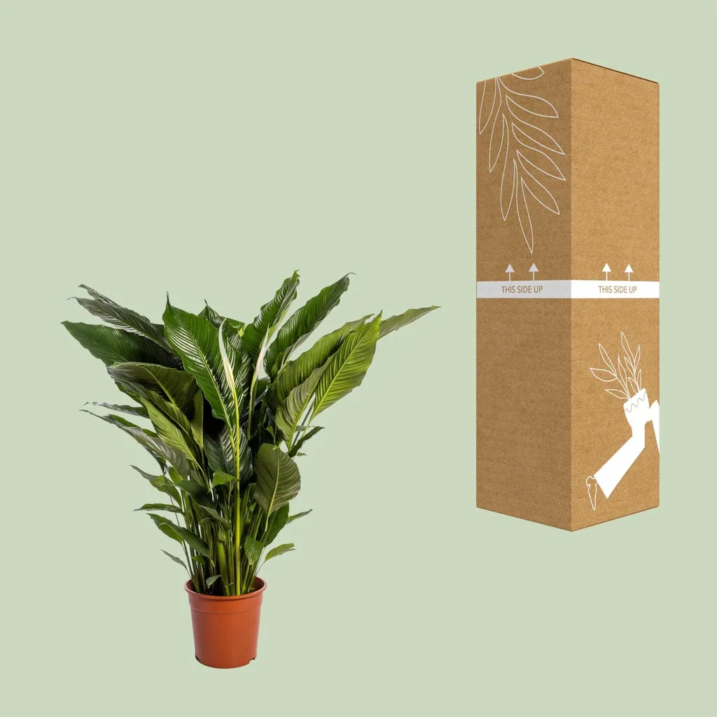 Einblatt 'Sweet Sebastiano' (Spathiphyllum) – pflegeleichte Zimmerpflanze, Topf-Ø 24 cm, Höhe ca. 110 cm