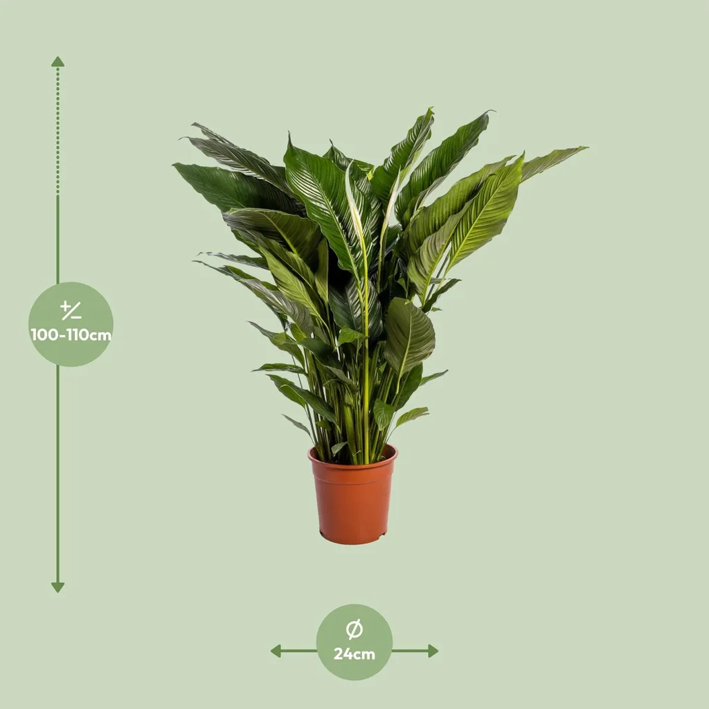 Einblatt 'Sweet Sebastiano' (Spathiphyllum) – pflegeleichte Zimmerpflanze, Topf-Ø 24 cm, Höhe ca. 110 cm