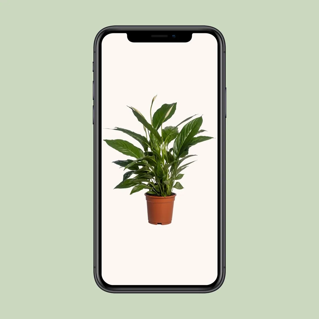 Einblatt (Spathiphyllum vivaldi) – pflegeleichte Zimmerpflanze, Topf-Ø 17 cm, Höhe ca. 70 cm