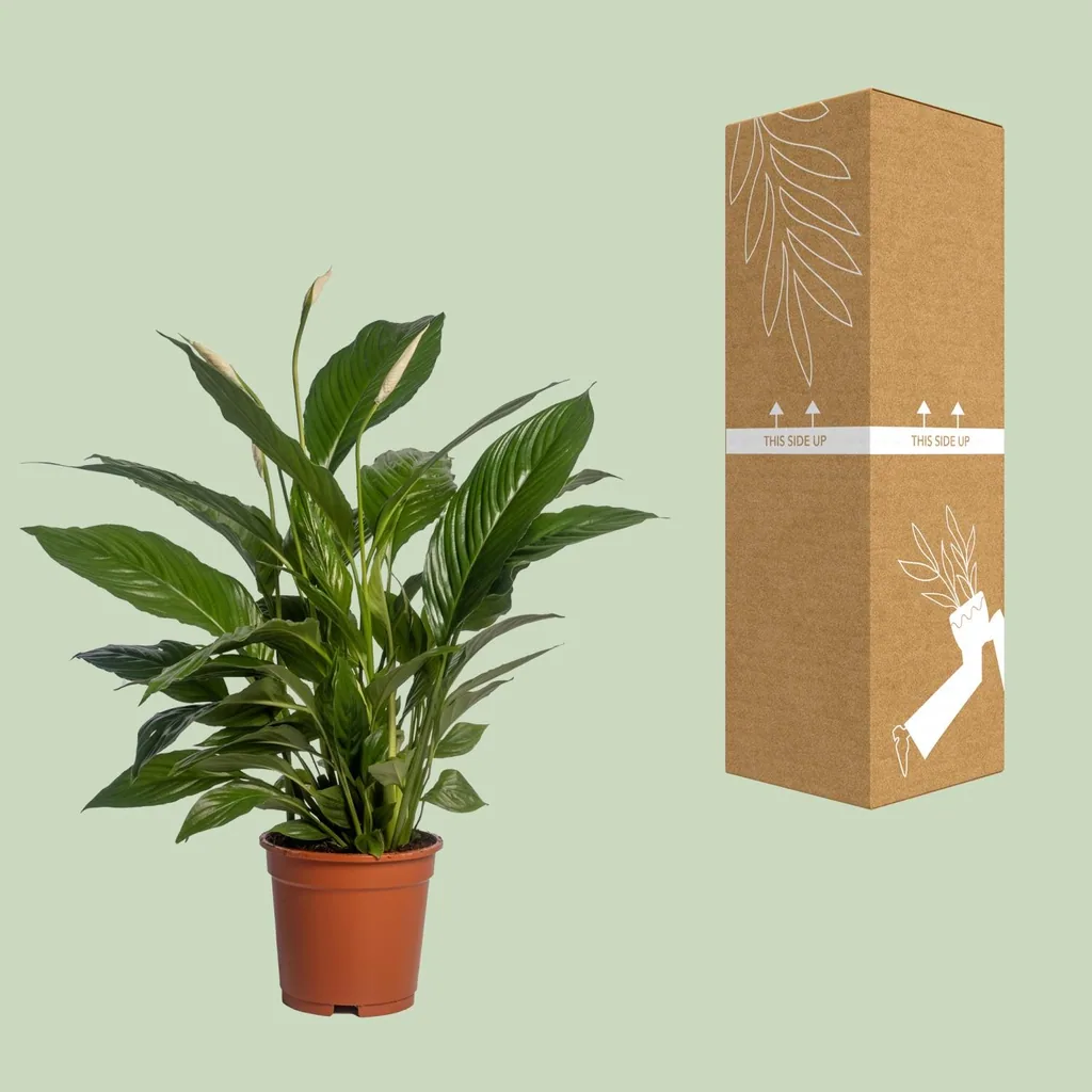 Einblatt (Spathiphyllum vivaldi) – pflegeleichte Zimmerpflanze, Topf-Ø 17 cm, Höhe ca. 70 cm