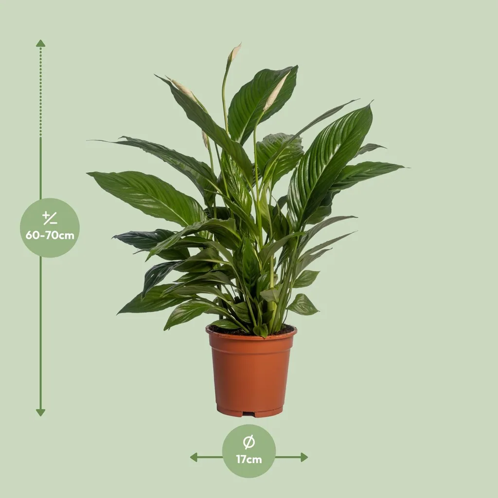 Einblatt (Spathiphyllum vivaldi) – pflegeleichte Zimmerpflanze, Topf-Ø 17 cm, Höhe ca. 70 cm