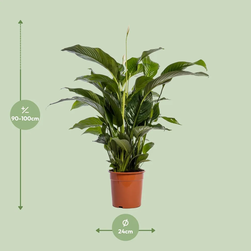 Einblatt (Spathiphyllum bellini) – pflegeleichte Zimmerpflanze, Topf-Ø 24 cm, Höhe ca. 100 cm