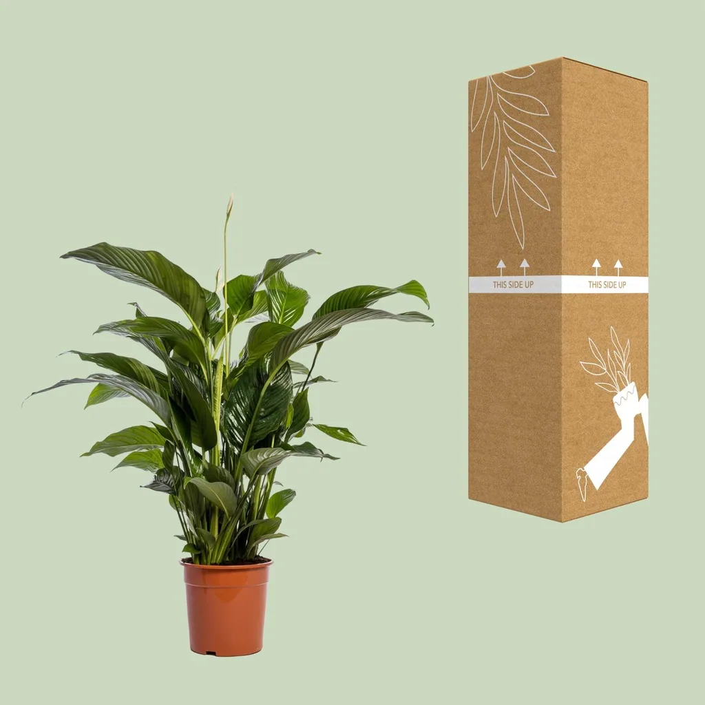 Einblatt (Spathiphyllum bellini) – pflegeleichte Zimmerpflanze, Topf-Ø 24 cm, Höhe ca. 100 cm