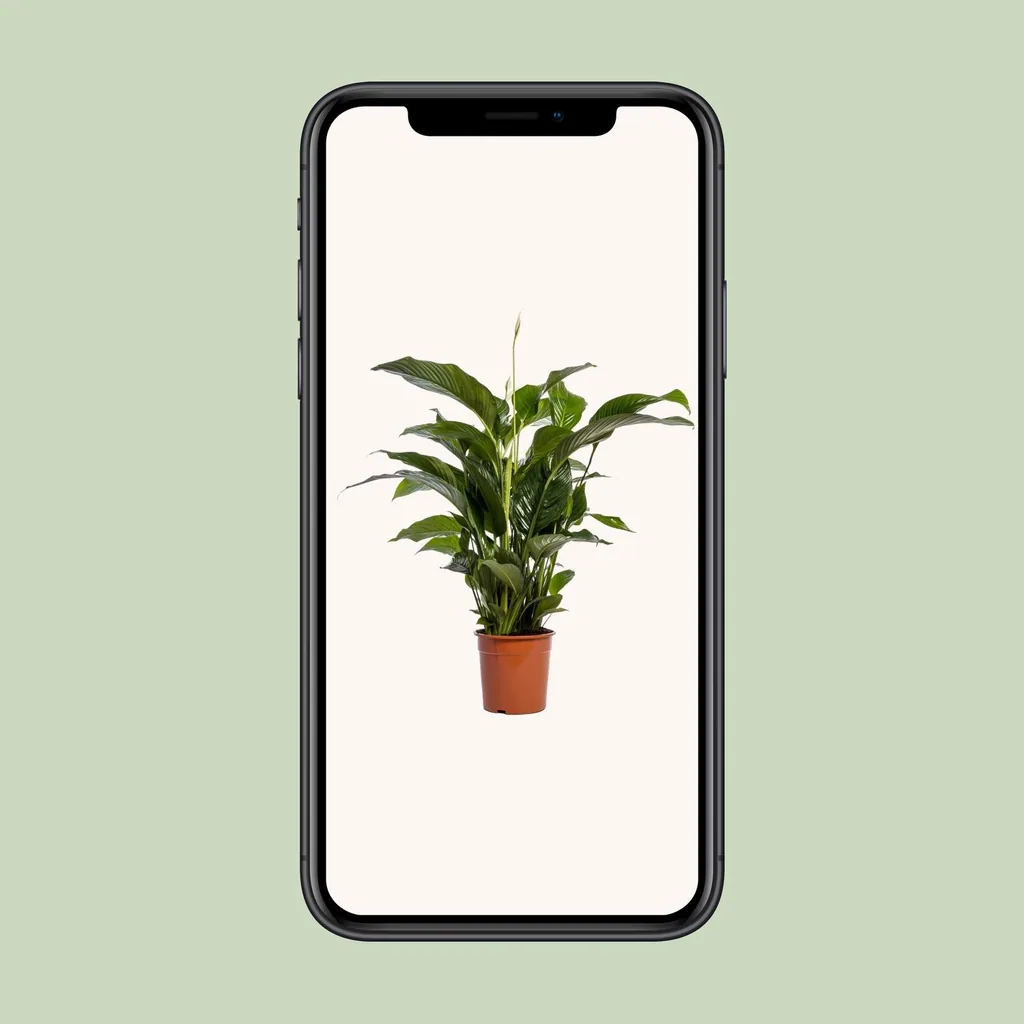 Einblatt (Spathiphyllum bellini) – pflegeleichte Zimmerpflanze, Topf-Ø 24 cm, Höhe ca. 100 cm