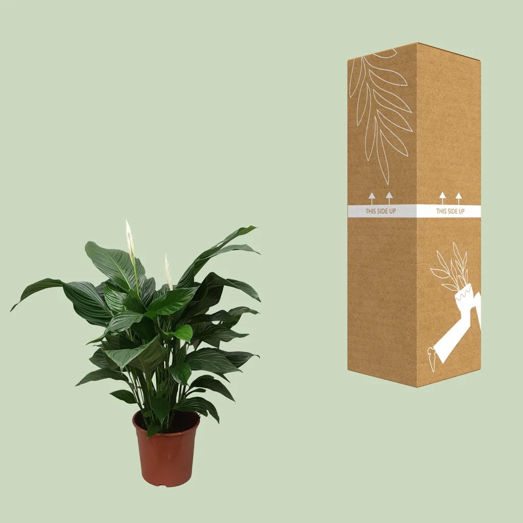Einblatt 'Sweet Silvana' (Spathiphyllum) – pflegeleichte Zimmerpflanze, Topf-Ø 24 cm, Höhe ca. 80 cm