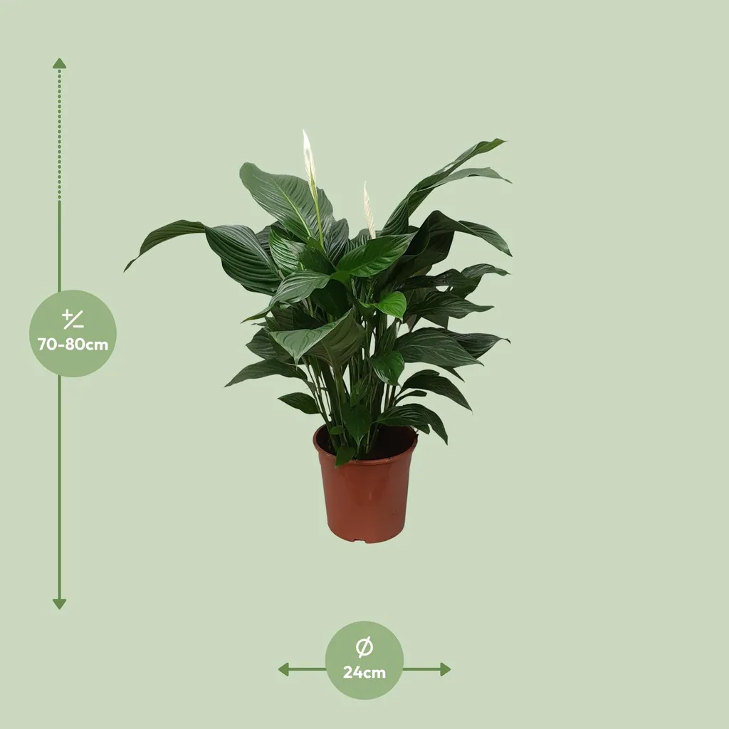 Einblatt 'Sweet Silvana' (Spathiphyllum) – pflegeleichte Zimmerpflanze, Topf-Ø 24 cm, Höhe ca. 80 cm