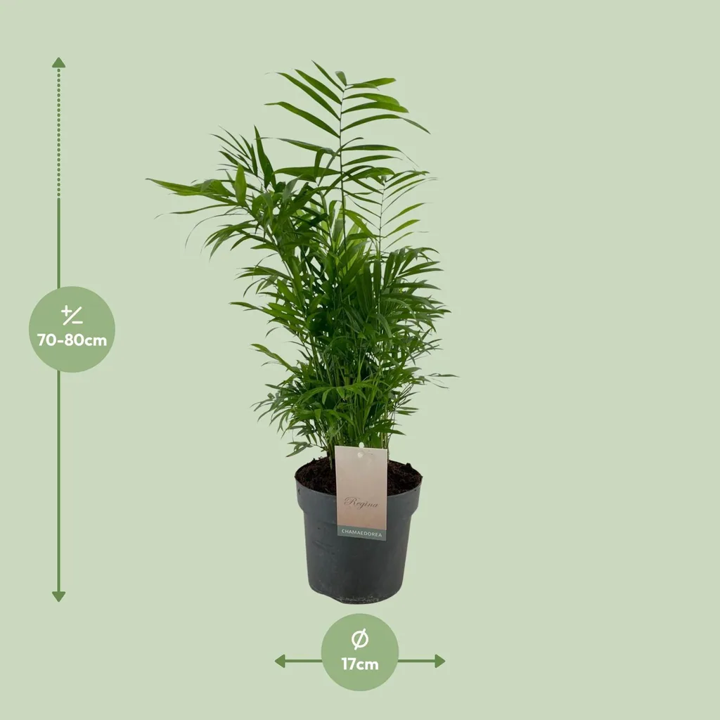 Bergpalme (Chamaedorea elegans) – pflegeleichte Zimmerpflanze, Topf-Ø 17 cm, Höhe ca. 50 cm