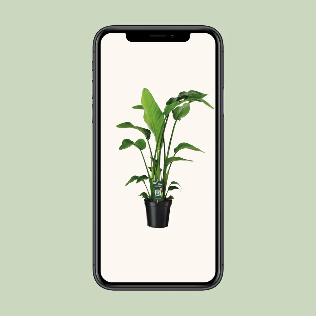Baumstrelitzie 'Nicolai' (Strelitzia nicolai) – pflegeleichte Zimmerpflanze, Topf-Ø 19 cm, Höhe ca. 90 cm