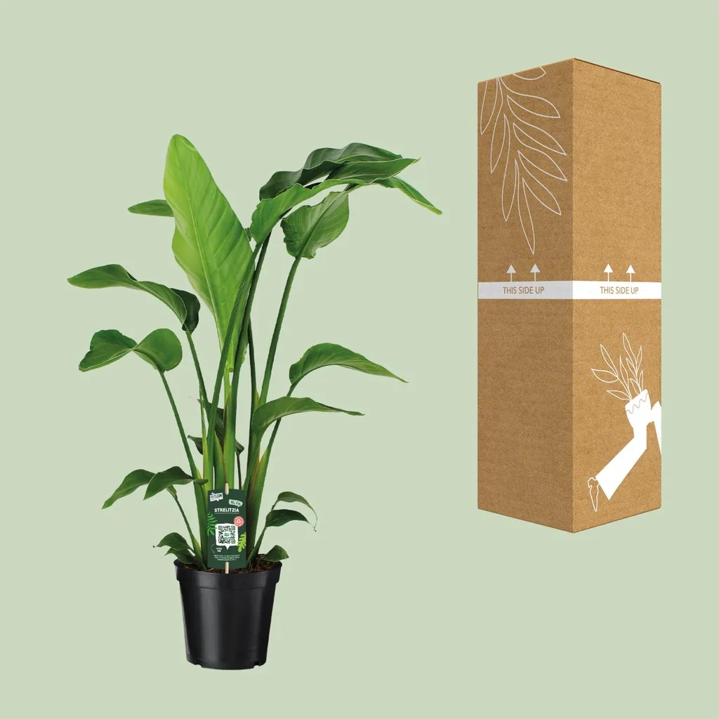 Baumstrelitzie 'Nicolai' (Strelitzia nicolai) – pflegeleichte Zimmerpflanze, Topf-Ø 19 cm, Höhe ca. 90 cm