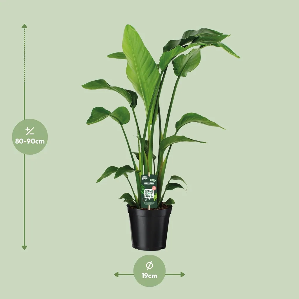 Baumstrelitzie 'Nicolai' (Strelitzia nicolai) – pflegeleichte Zimmerpflanze, Topf-Ø 19 cm, Höhe ca. 90 cm